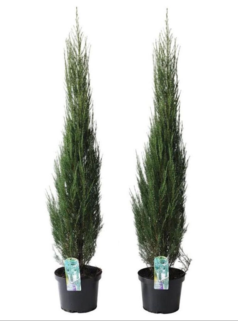 2 blaue Raketenwacholder (Höhe inkl. Topf : 90-100 cm), Produktbild 