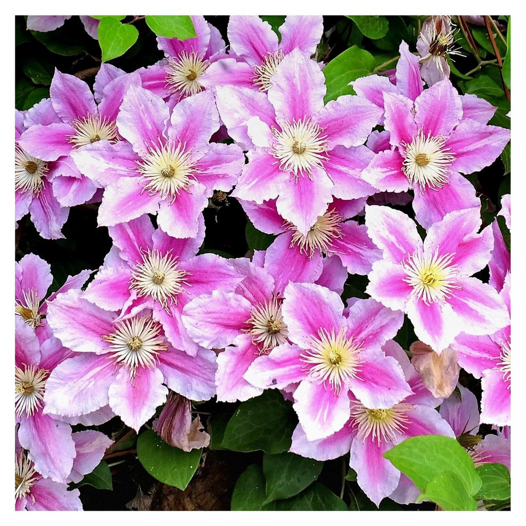 Clematis 'Piilu' - Winterharte Kletterpflanze - Rosa-Weiß Zweifarbig - Mehrjährige Rankenpflanze für den Garten