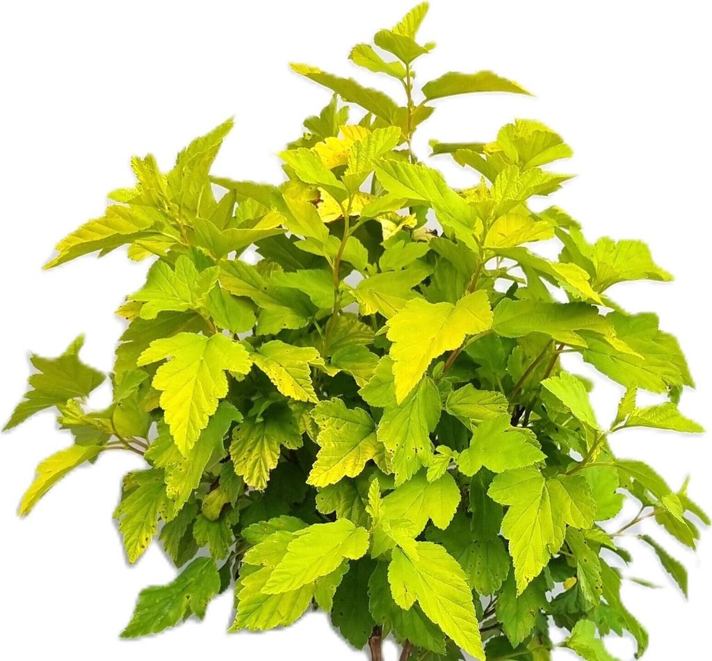 Gelbe Blasenspiere 'Physocarpus Opulifolius Dart's Gold' 40 - 60 cm