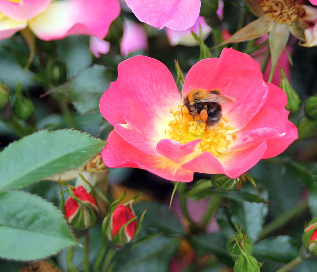 Dehner Rose Bodendeckerrose Bienenweide Bicolor, Züchter Tantau, zweifarbige pink-gelbe Blüten, nicht duftend, insektenfreundlich, 15-30 cm, 4 ...