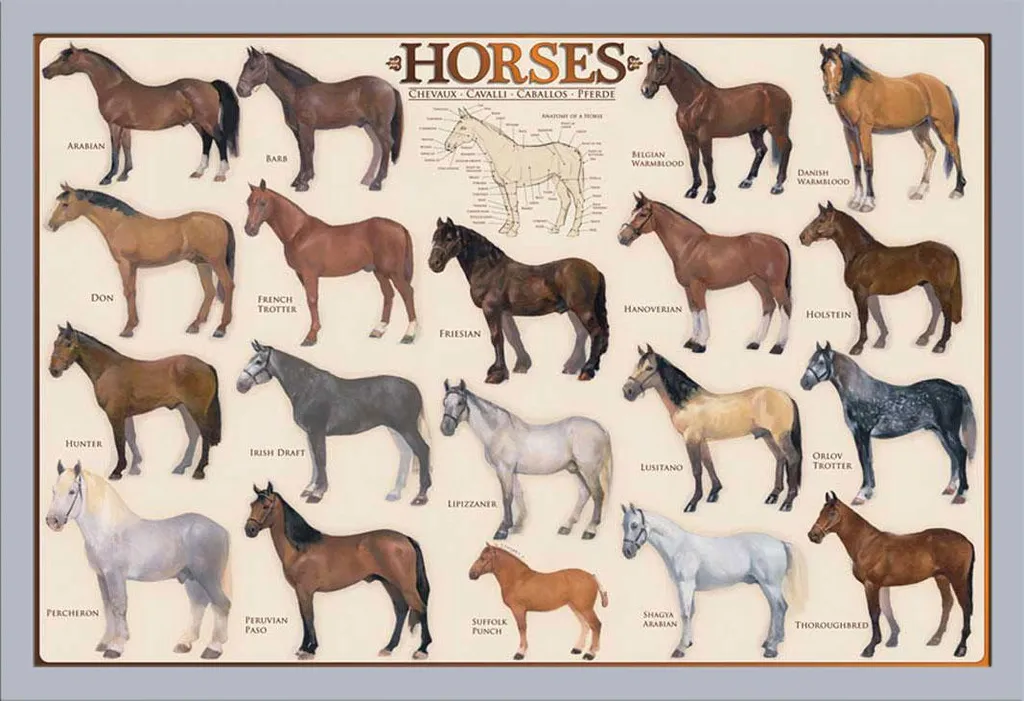 Grand Cadre MDF Argenté 60x80 - Affiche Éducative Chevaux Shinsuke® Maxi