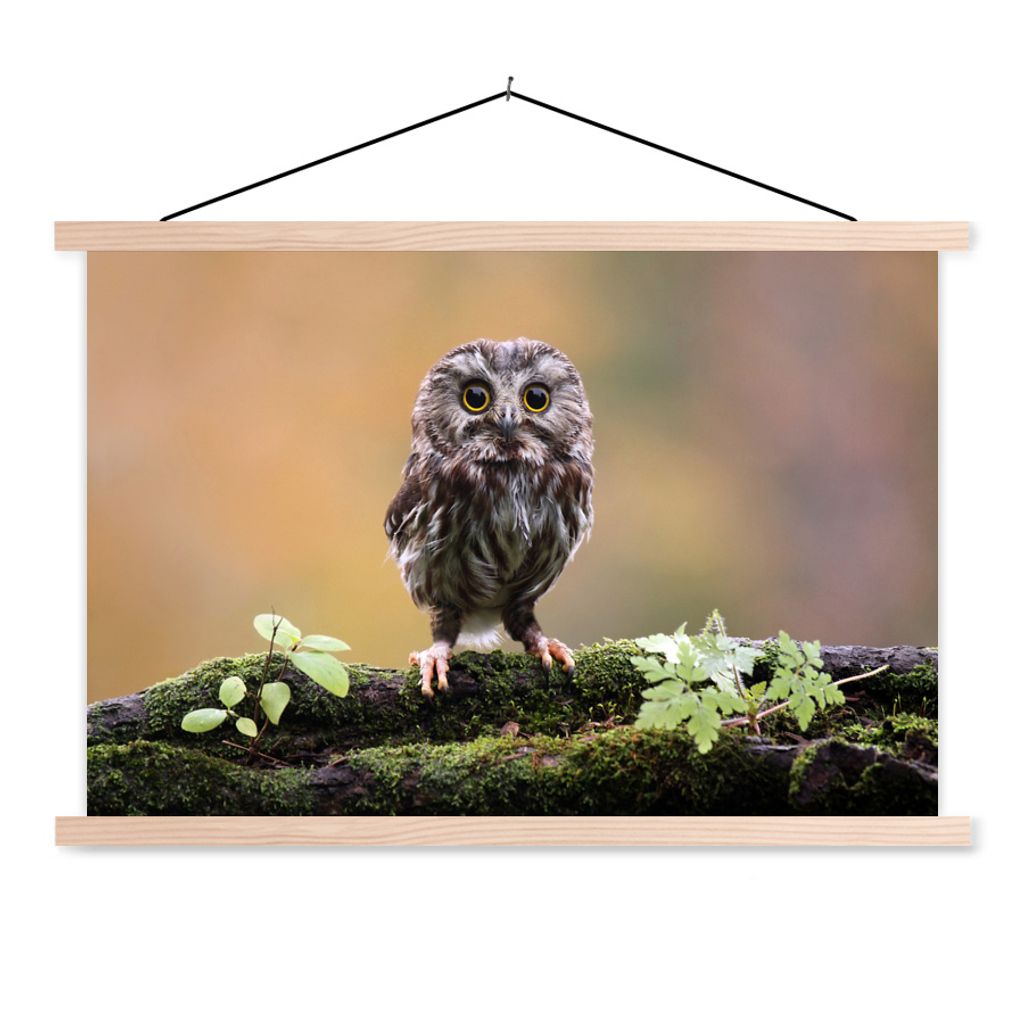 MuchoWow Textilposter Steinkauz 60x40 cm mit holzfarbenen Rahmen - Bilder
