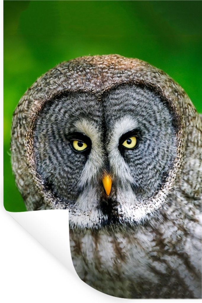 MuchoWow Wandtattoo Wandsticker Wandaufkleber Vogel - Eule - Tiere - Braun - Porträt 80x120 cm Selbstklebend und Repositionierbar - Repositionie...