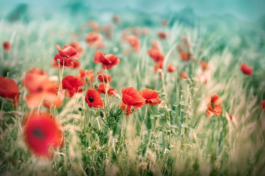 Muralo Fototapete Blumen 360 (B) x 240 (H) cm Vlies Tapete Wandtapeten Wohnzimmer Schlafzimmer moderne Wandbilder XXL Pflanzen Natur Wand Dekoration