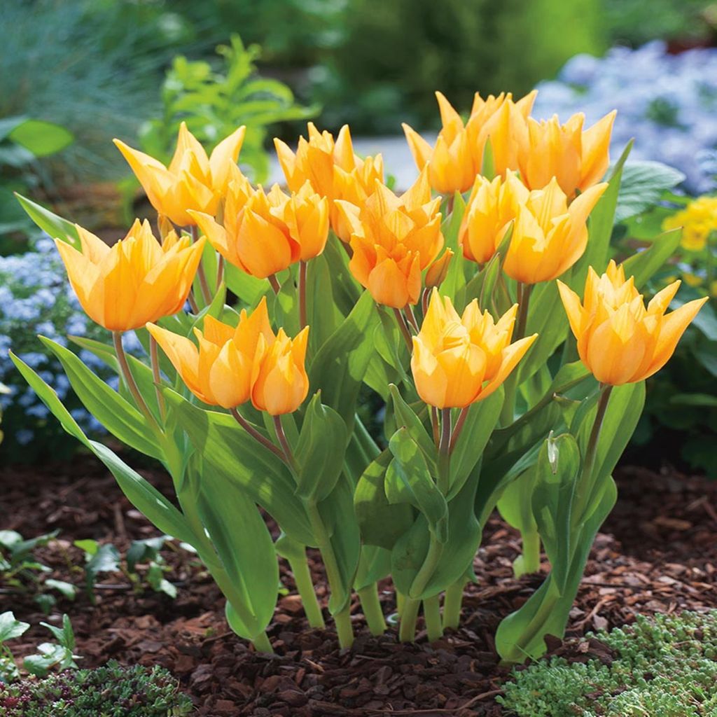 Tulpen Blumenzwiebeln Zwiebeln Blumen Botanische Tulpe Produktbild 