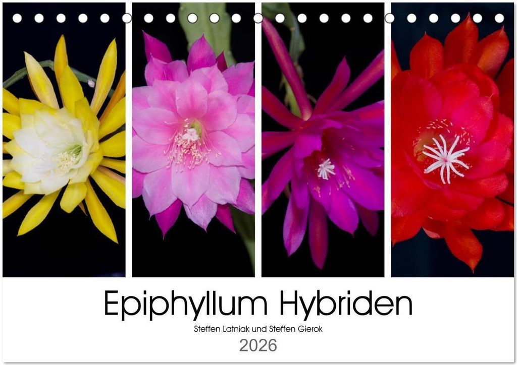 Epiphyllum-Hybriden (Tischkalender 2026 DIN A5 quer), CALVENDO Monatskalender