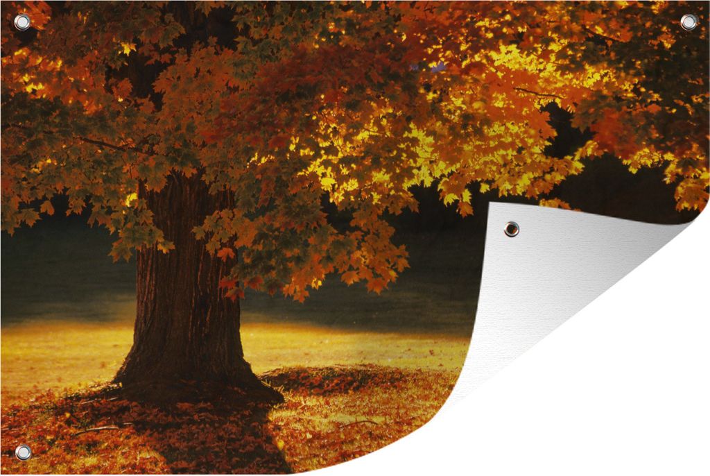 MuchoWow 120x80 cm Outdoor-Poster Gartendeko Sichtschutz Garten Poster für den Garten Ein Ahornbaum im Herbst