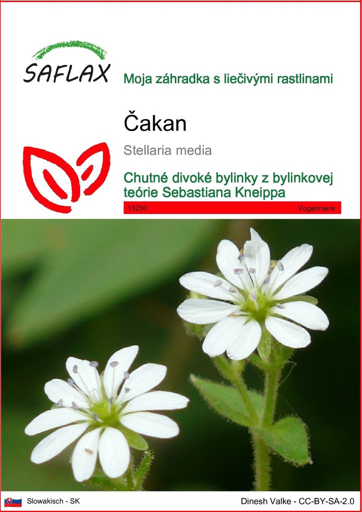 SAFLAX - čakan - Stellaria media - 1000 Semená Obrázok produktu 