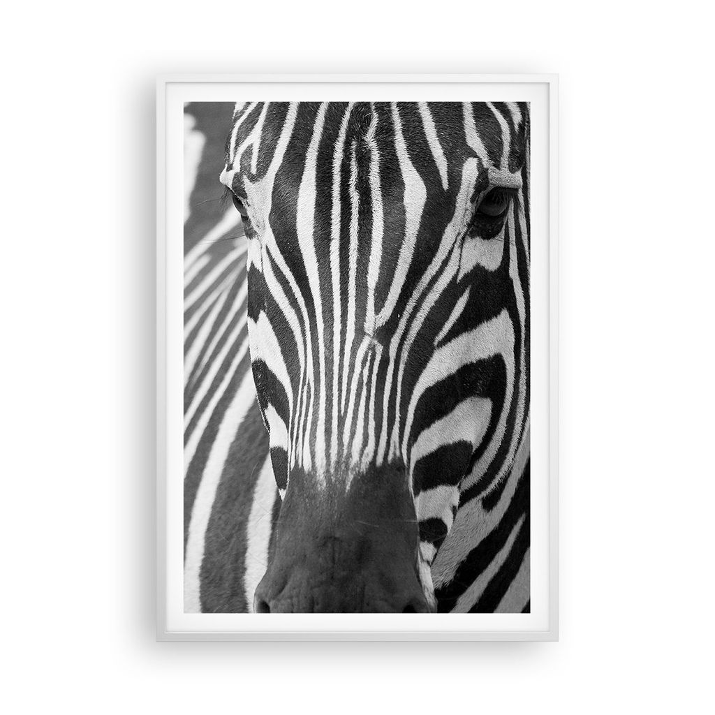 Gerahmtes Poster - Weißer Rahmen - Tiere Zebra gestreift - 70x100 cm - Wand Bild - Wanddeko - Wandbilder - Kunstposter - Wandposter - Bilderrahmen...