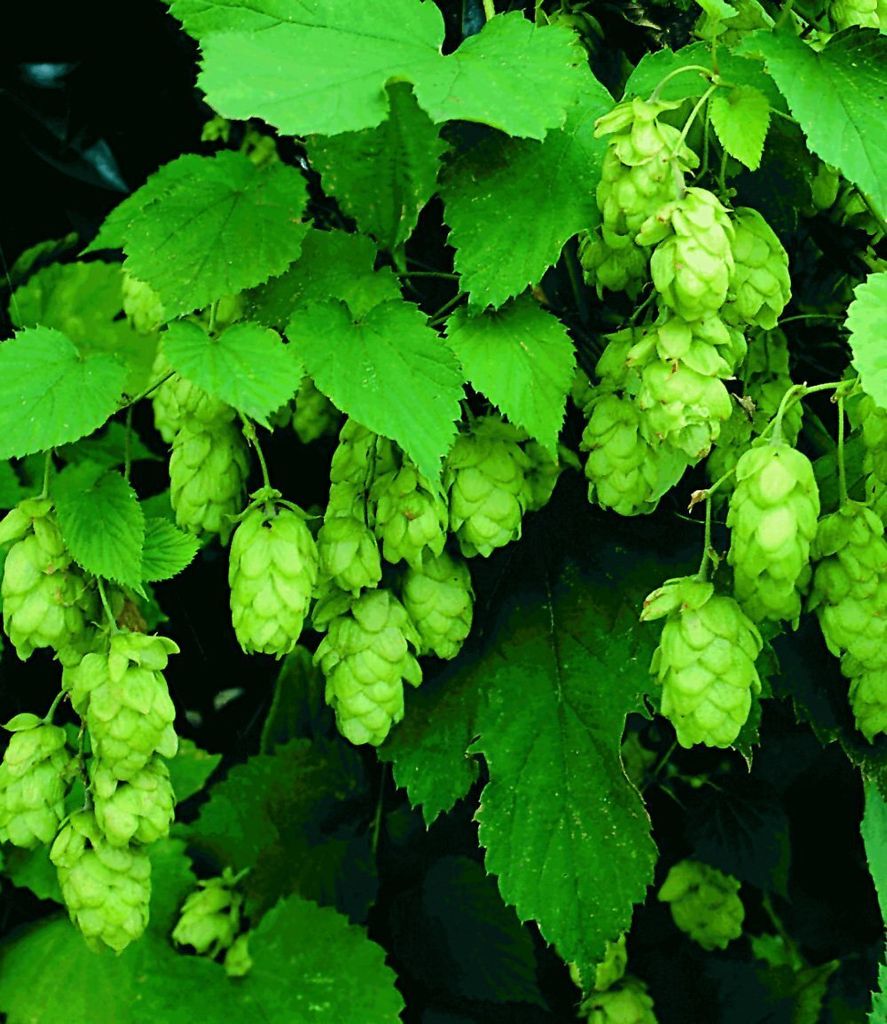 A close-up shot of green hop cones and leaves on a vine.