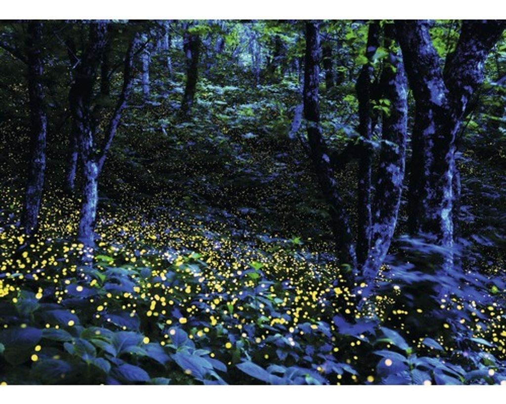Leinwandbild Mystical Forest 116x84 cm