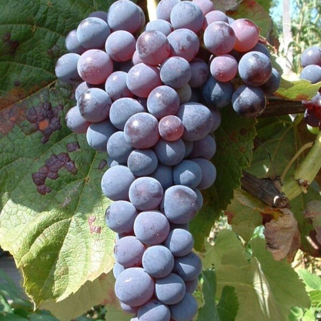 Weinrebe `Venus´ - pilzfeste Sorte im 9x9cm Topf - 60-80cm Produktbild 