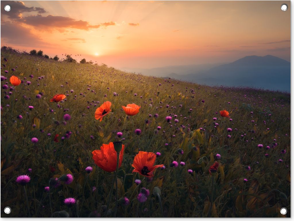 MuchoWow 80x60 cm Outdoor-Poster Gartendeko Sichtschutz Garten Poster für den Garten Blumenfeld - Gras - Pflanzen - Sonnenuntergang - Orange