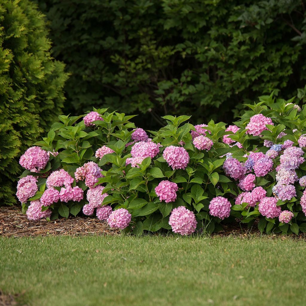 Green boutiQ - Gartenpflanze - Hydrangea Endles Summer The Produktbild 