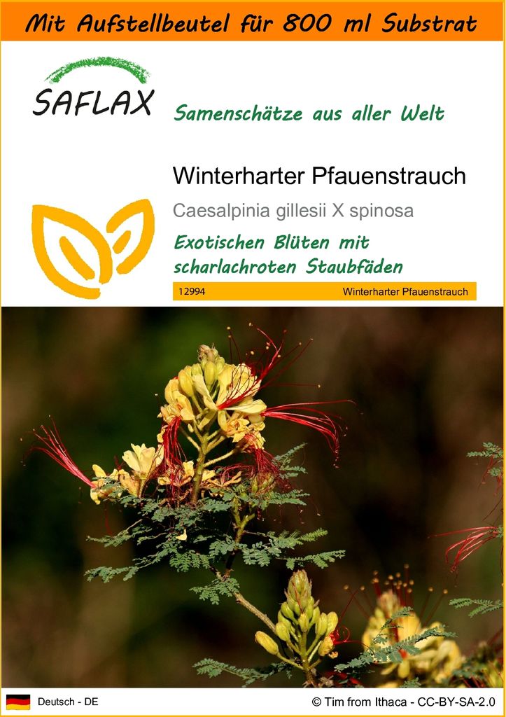 SAFLAX - Garden in the Bag - Winterharter Pfauenstrauch - Produktbild 