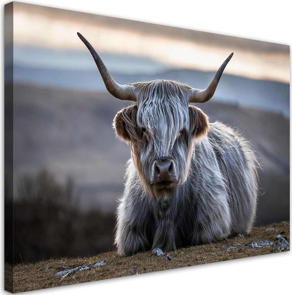 Leinwandbild Liegende Kuh Schottische 90x60 Feeby Grau bild für die wand bereit zum aufhängen