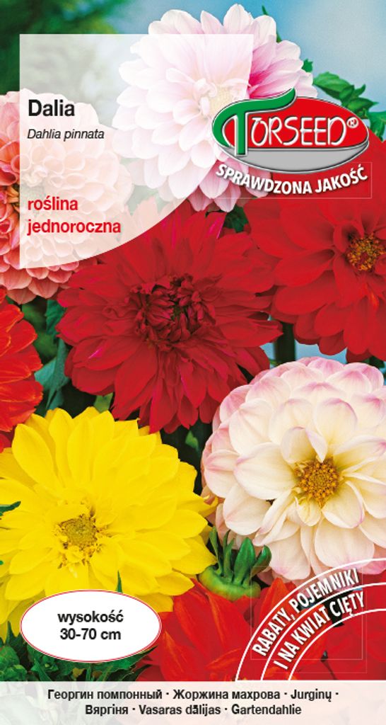 Samen von Dahlia voll und halb voll Mix 1g - Torseed Produktbild 