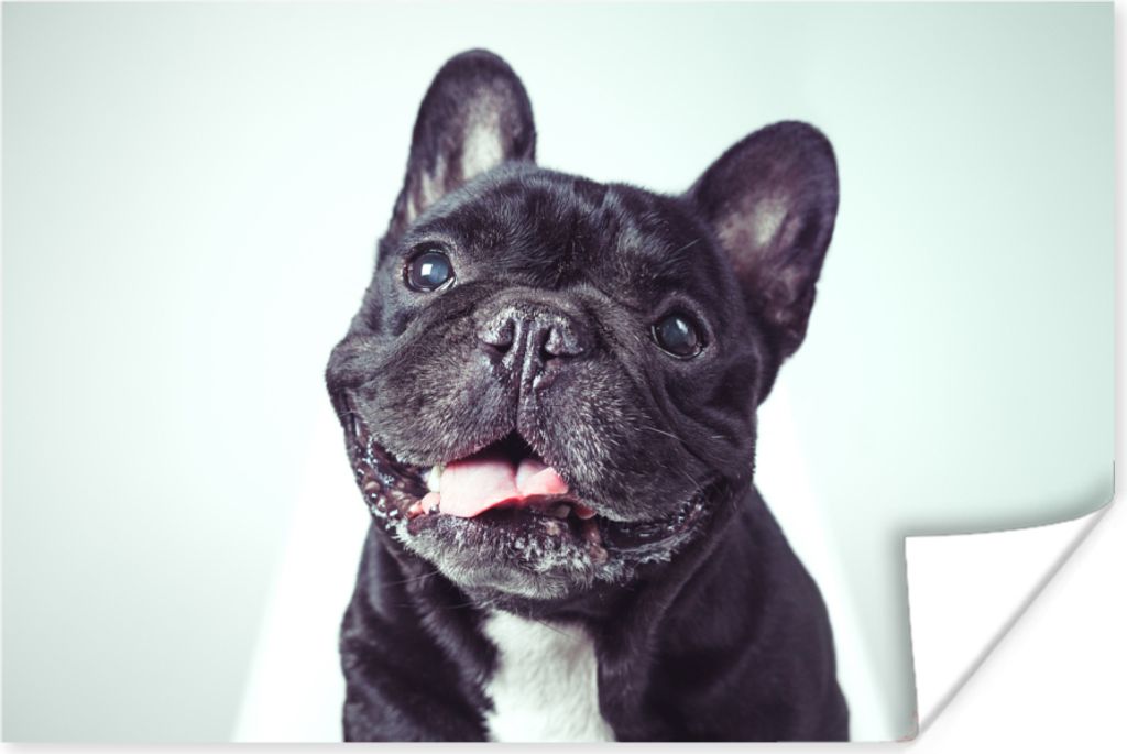 MuchoWow Poster Französische Bulldogge - Schwarz - Stuhl 30x20 cm - Plakate - Print