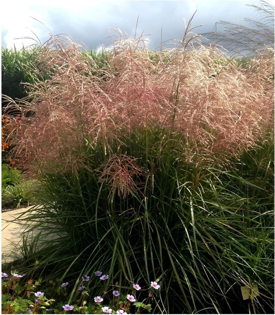 Stauden Gänge 1 x Miscanthus sinensis 'Pink Cloud' im 1 Liter Topf - Rosa Chinaschilf - Zarte Farbspiele für traumhafte Beete - Winterhart