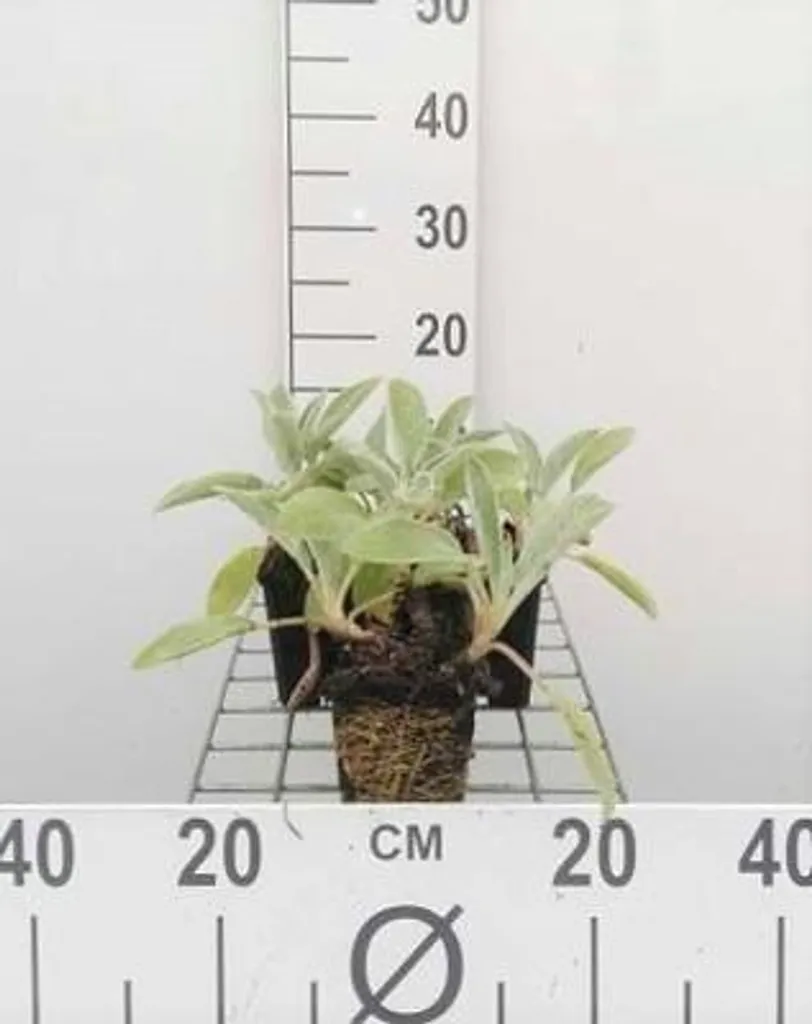 Plante couvre-sol Oreille d'Ours Stachys Cotton Boll - 6 vivaces de Ziest