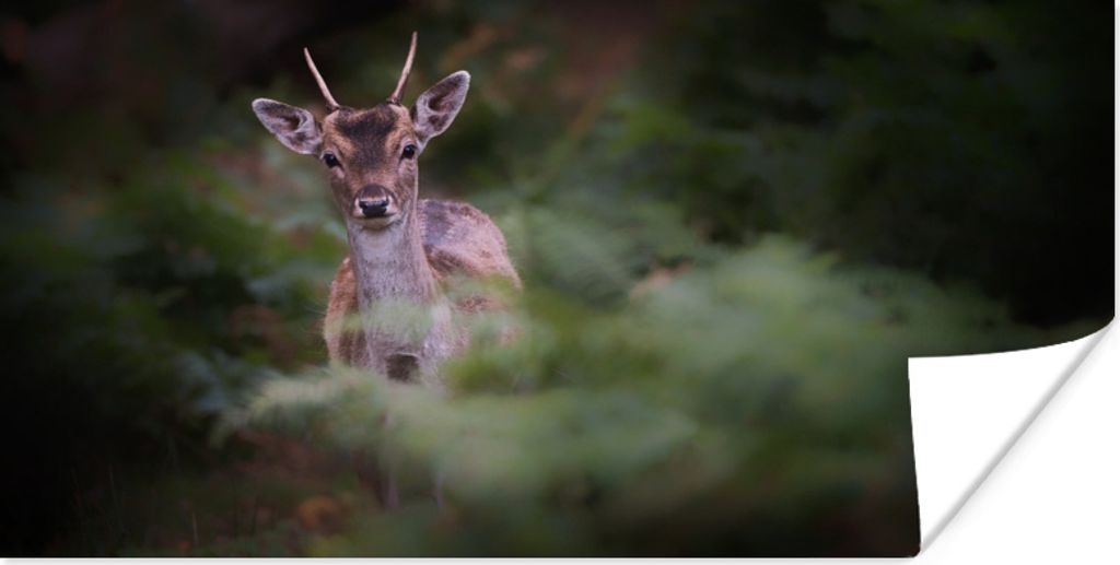 MuchoWow Poster Hirsche - Blätter - Wilde Tiere 160x80 cm - Foto Poster
