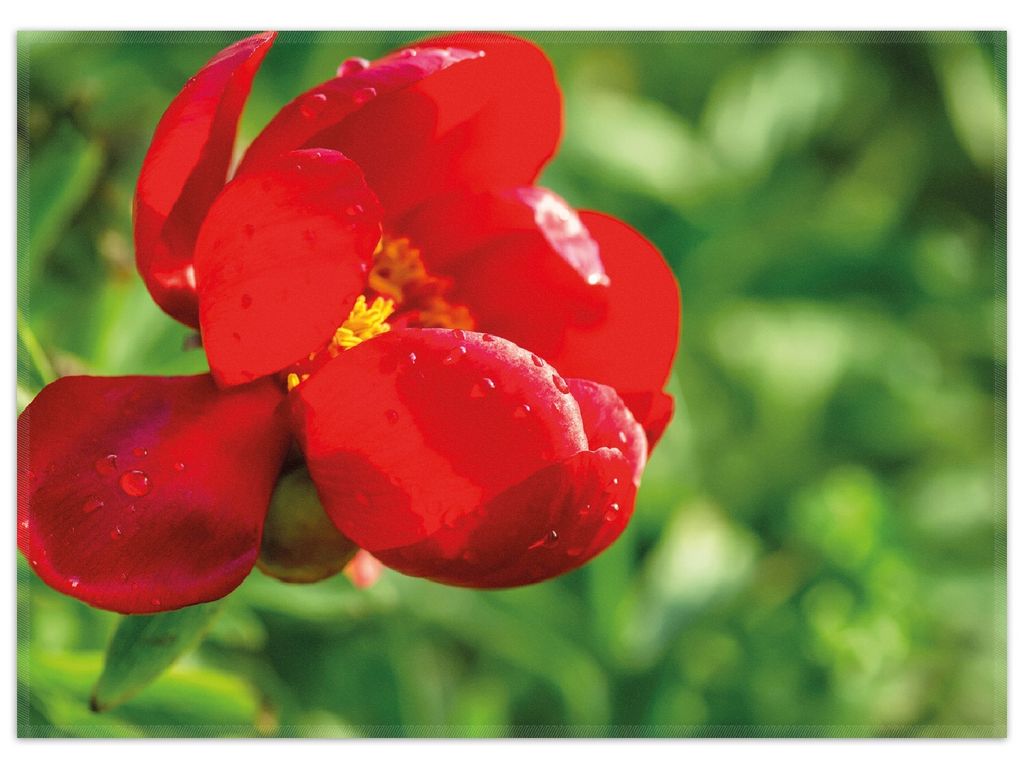 Wallario Premium Teppich, Größe 50 x 70 cm, Wilde rote Pfingstrose in Nahaufnahme