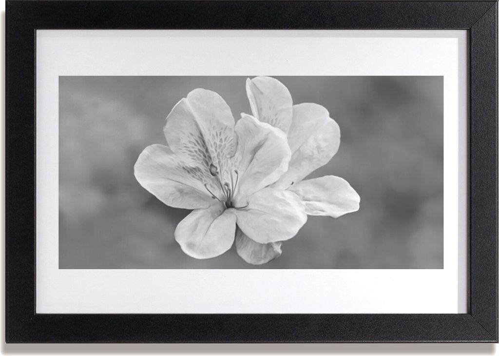 Bild 30x20 MDF-Rahmen Wandkunst Blumen Pflanzen