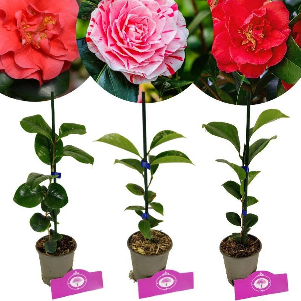 Sada 3 kamélií - Camellia japonica 'Kramer's Supreme', Obrázok produktu 