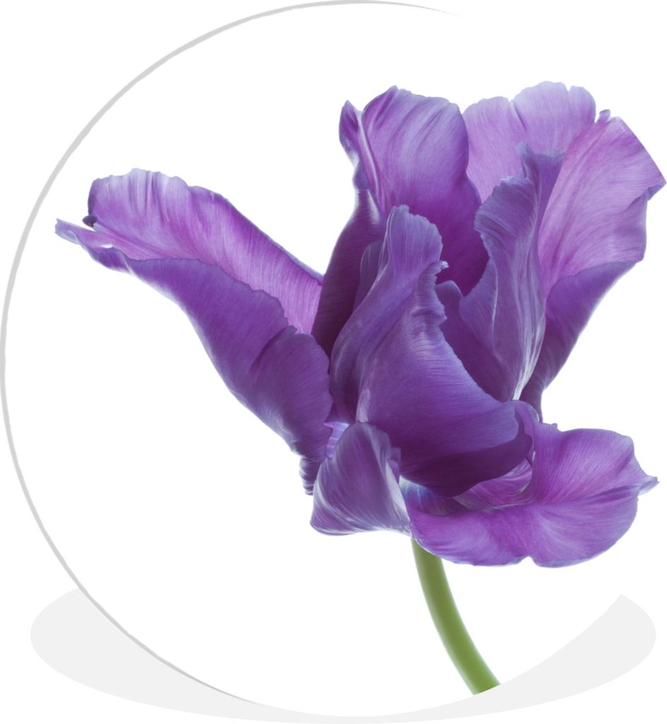 MuchoWow Rundes Wandbild - Runde Bilder Lila Tulpe auf weißem Hintergrund Ø 90 cm Kreis Wanddekoration Kunststoff - Wandkreis - Wandschmuck - W...