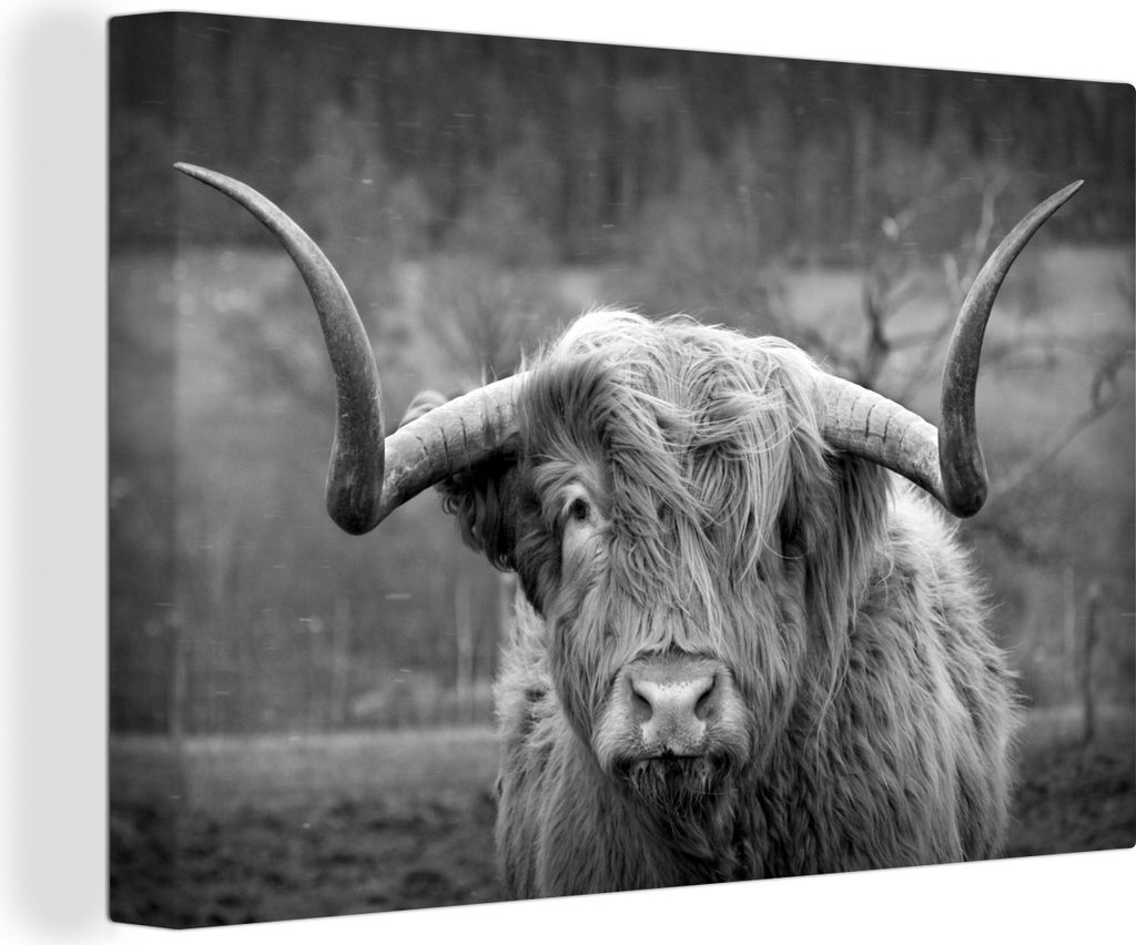OneMillionCanvasses - Leinwandbilder - 150x100 cm, Schottisches Hochlandrind - Kuhkopf - Landschaft - Natur - Kuh, Wandbilder Kunstdruck Wanddeko...