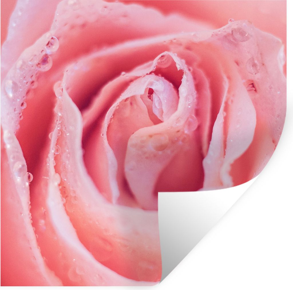MuchoWow Wandtattoo Wandsticker Wandaufkleber Morgentau auf rosa Rosenblättern 30x30 cm Selbstklebend und Repositionierbar - Repositionierbar - ...