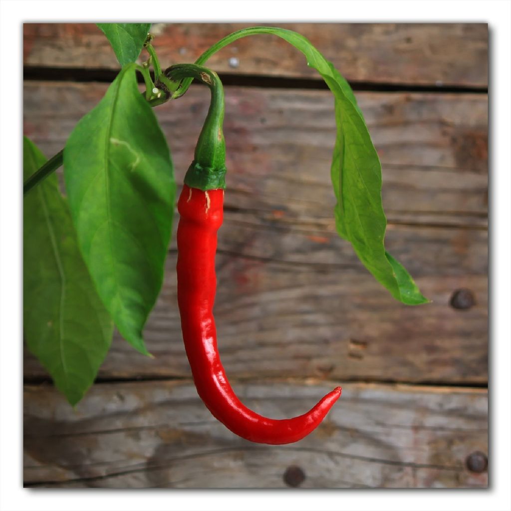 Wallario selbstklebende Möbelfolie/ Tischdecke für Innen und Außen, Größe: 70 x 70 cm - Hängende Chili-Schote