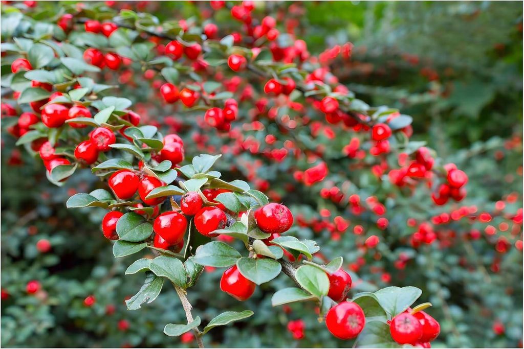 Stauden Gänge 50 x Cotoneaster dammeri 'Coral Beauty‘ - Teppichmispel - Bodendecker mit strahlendem Fruchtschmuck
