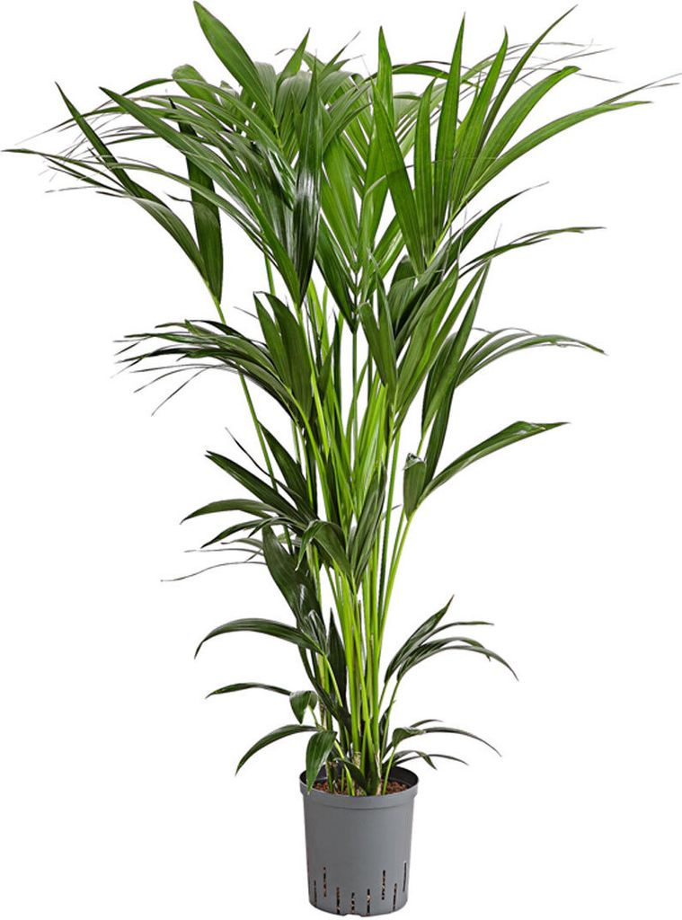 Dehner Kentia-Palme, Howea forsteriana, in Hydrokultur, 90-100 cm, Ø Topf 18 cm, Zimmerpalme