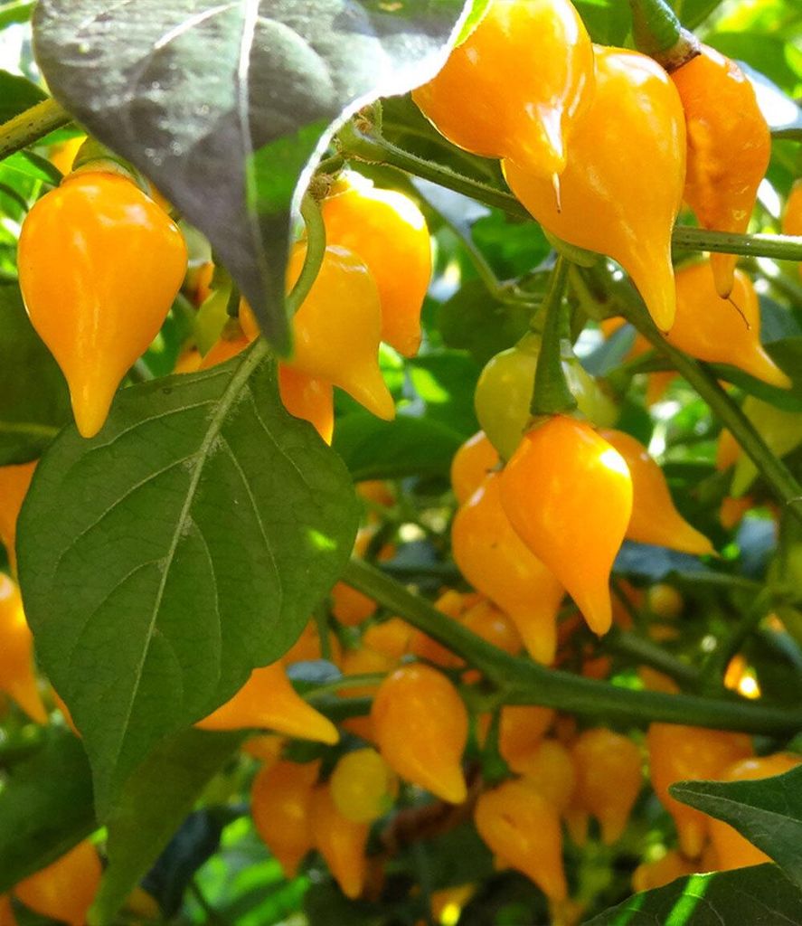 BALDUR Garten 1x Mini Snack-Chilli 'gelb', Pflanze im 10,5 cm-Topf, Chilisorte mit würzig-scharfen gelben Früchten, kompakter & buschiger Wuchs, ...