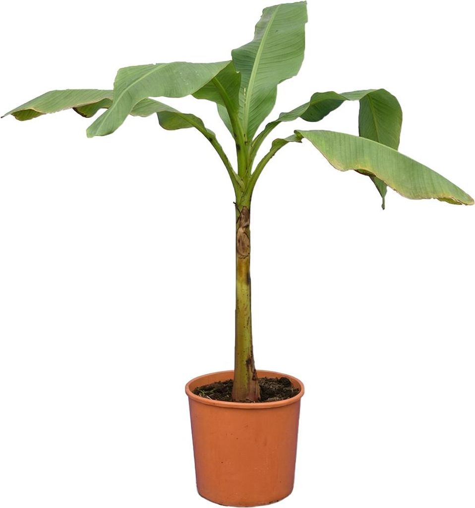 Bloomique - Musa basjoo - Banan ogrodowy - Roślina bananowa Zdjęcie produktu 
