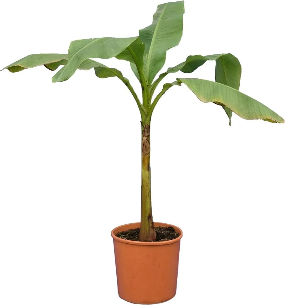 Bloomique Musa Basjoo Bananier du Japon Rustique Hauteur 100-110 cm