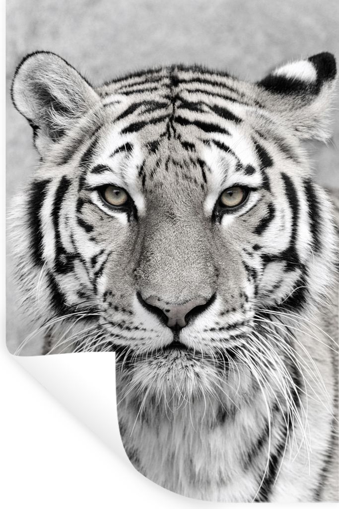 MuchoWow Wandtattoo Wandsticker Wandaufkleber Tiger - Natur - Schwarz - Weiß 20x30 cm Selbstklebend und Repositionierbar - Sticker - Dekorfolie