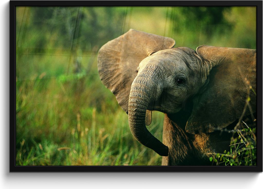 MuchoWow MuchoWow Gerahmtes Poster Elefant - Grün - Tiere - Natur 90x60 cm - Poster mit zchwarzem Bilderrahmen - Fotorahmen - Foto-Plakat