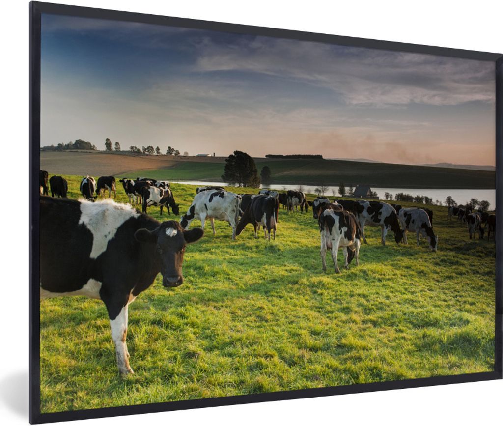 MuchoWow Gerahmtes Poster Kuh - Gras - Sonnenuntergang 90x60 cm - Poster mit Schwarzem Bilderrahmen Wandposter Rahmen Foto Bilder - Fotorahmen - ...