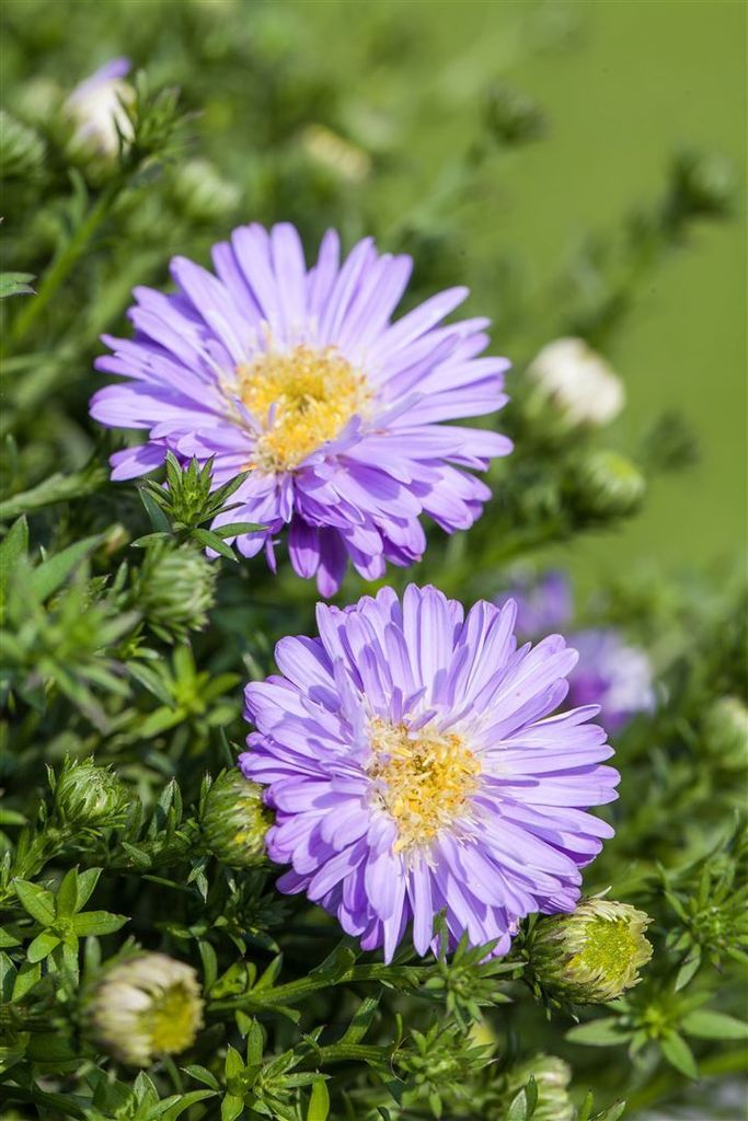 Kissen-Aster, im Topf - Aster dumosus, hellblau Produktbild 