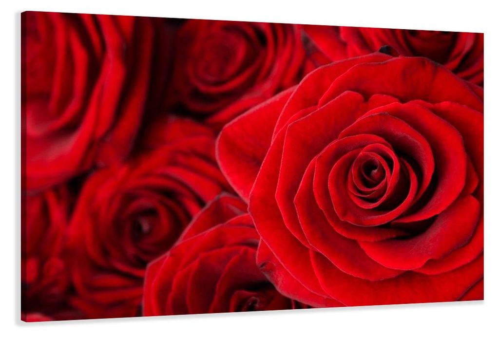 5058 Rote Rosen Leinwandbild 120x80 cm
