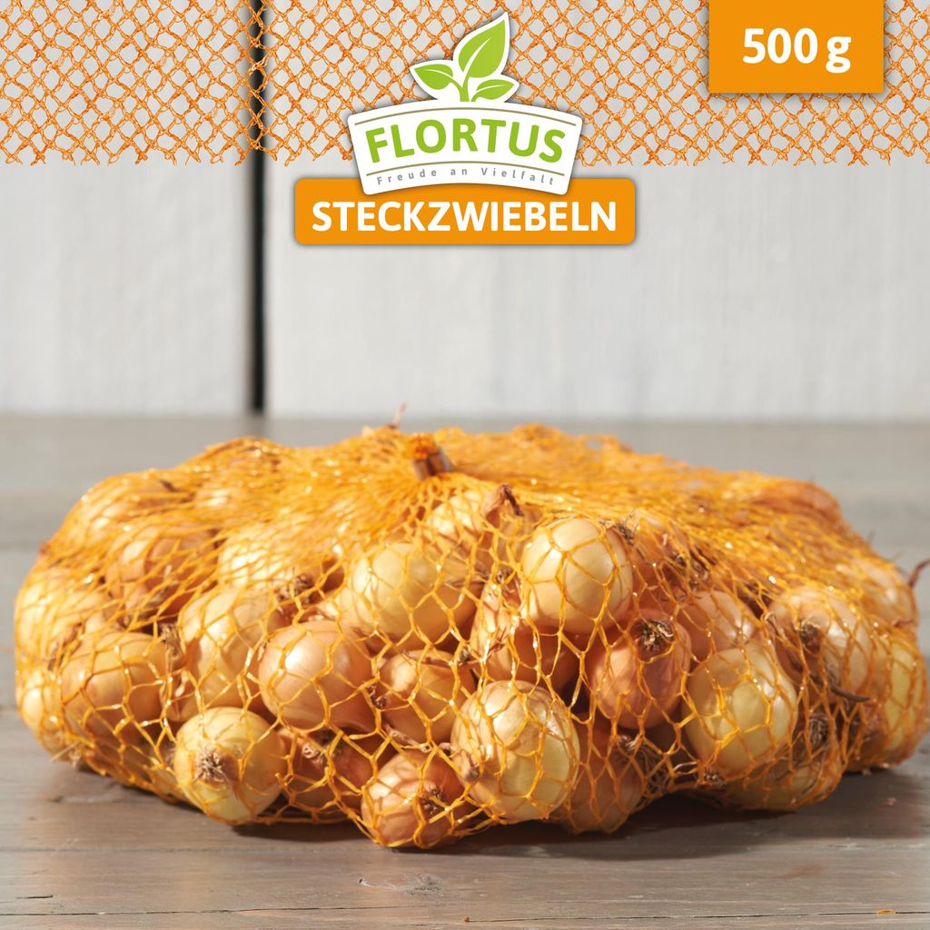 Wintersteckzwiebel Stuttgarter Riesen | Steckzwiebeln von Produktbild 