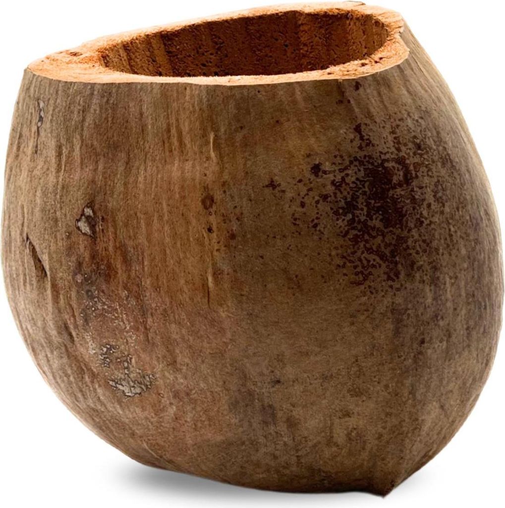 BioCoco Pot Kokosnusstopf für Epiphyten-Orchideen