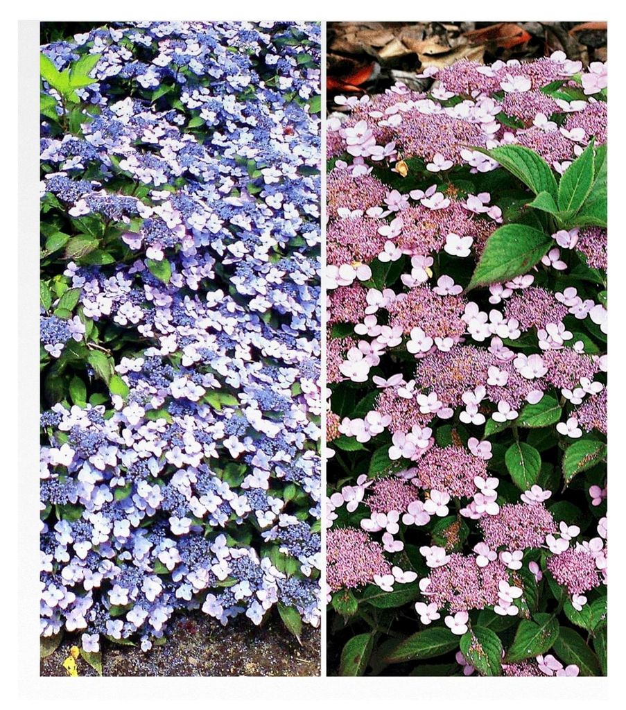 2er Zwerg-Hortensien-Kollektion, Pflanzen im 9x9 cm-Topf, je 1 Pflanze Zwerg-Hortensie Koreana und Lace Delight, Hydrangea winterhart, Bodendecker,...