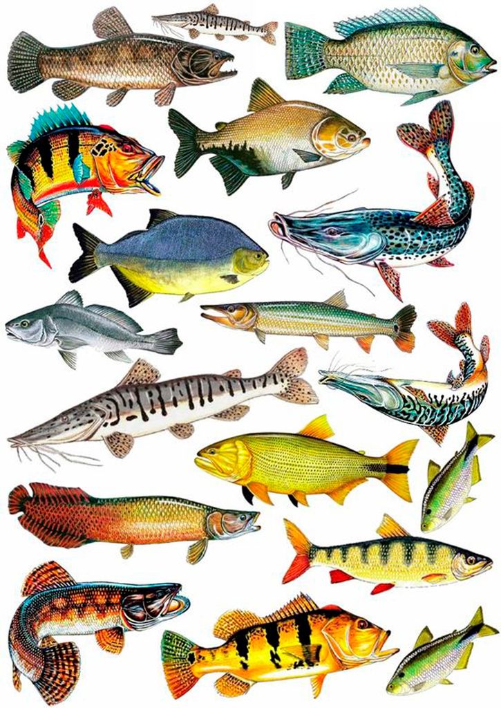 Fishing, Angler, Fisch, 18 Stück, Tortenaufleger Geburtstag, … Oblate Premium