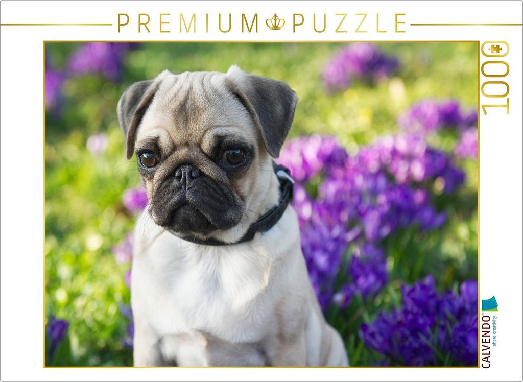CALVENDO Puzzle Mops Welpe 1000 Teile Puzzle quer | 1000 Teile Lege-Größe 64x48cm Foto-Puzzle für glückliche Stunden