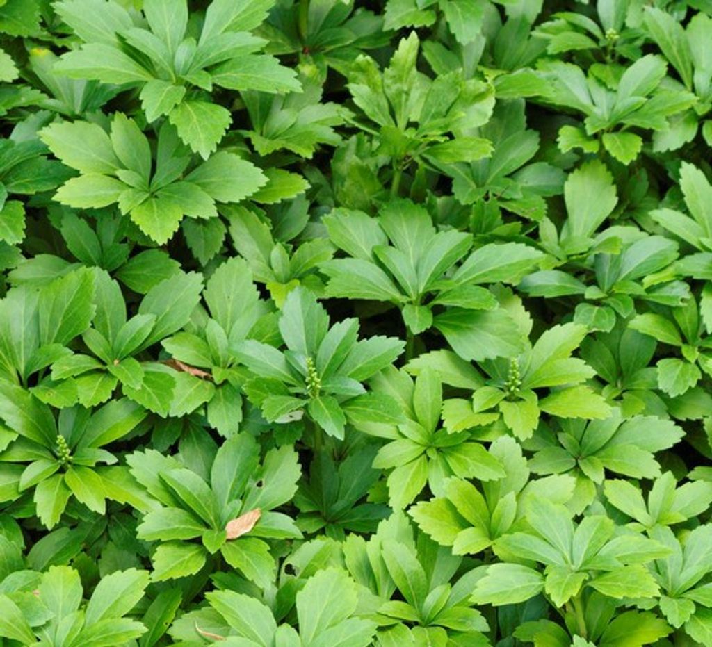 Dickmännchen, Pachysandra terminalis 5 Pflanzen im Set ca. 10-20 cm, je im 10 cm Topf