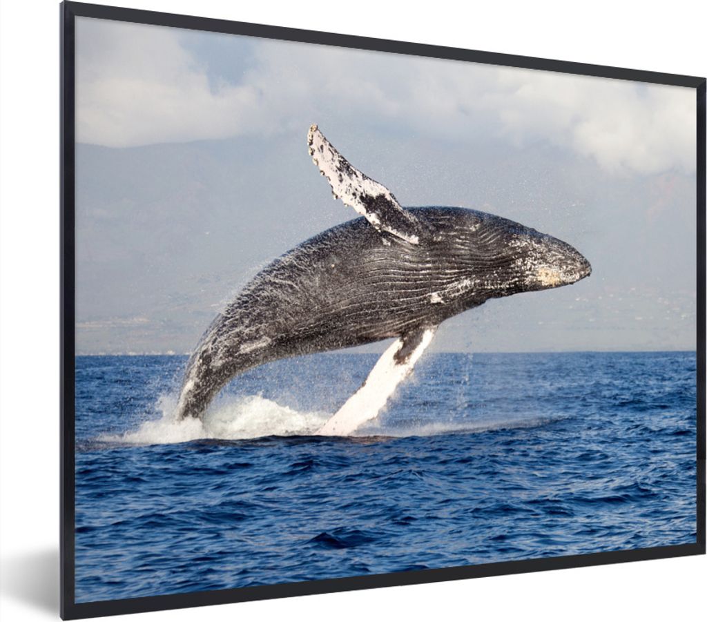 MuchoWow Gerahmtes Poster Ein Buckelwal springt aus dem Wasser 40x30 cm - Poster mit Schwarzem Bilderrahmen Wandposter Rahmen Foto Bilder - Kunst...