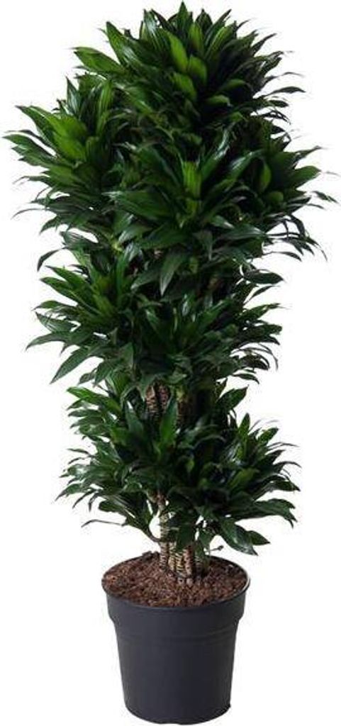 Drachenbaum – Dracaena Compacta 140cm – Ø31cm – Zimmerpflanze mit dunkelgrünen glänzenden Blättern – Elegante pflegeleichte Grünpflanz...
